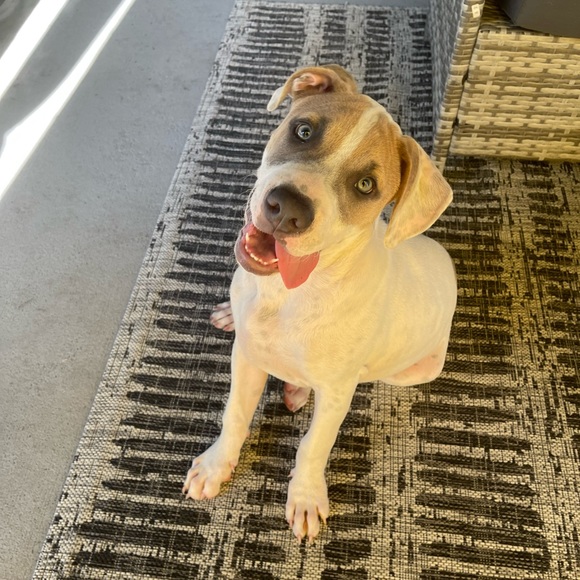 Meet your Posher, Skylar - Picture 1 of 1